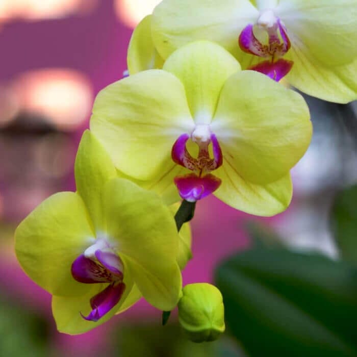Yellow and purple orchids with green leaves on a blurred pink background.