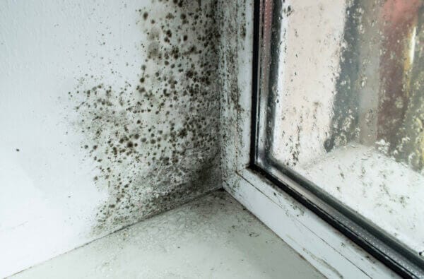HCL Mold Response - Image 4