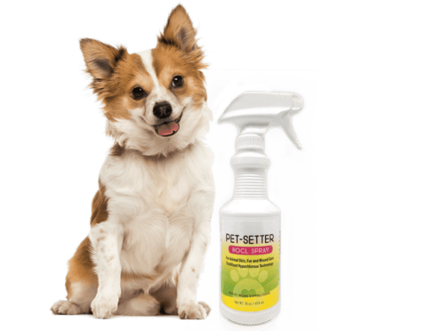Pet Setter Product with dog