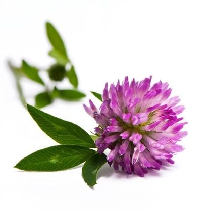 Red Clover Flower
